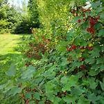 Smrekowa W Milowce Milówka