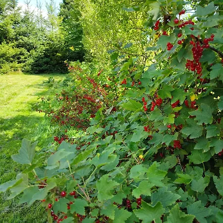 Smrekowa W Milowce Milówka