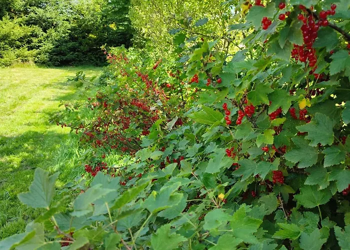 Smrekowa W Milowce מילובקה